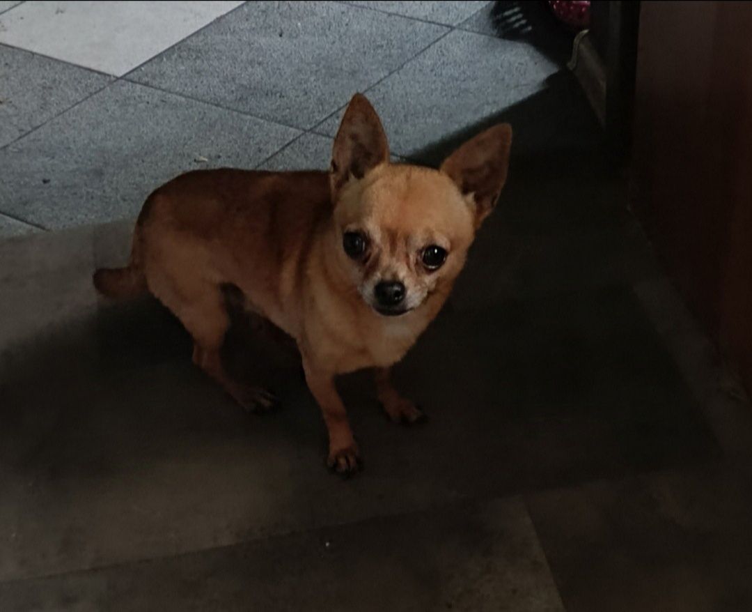 Chihuahua piesek