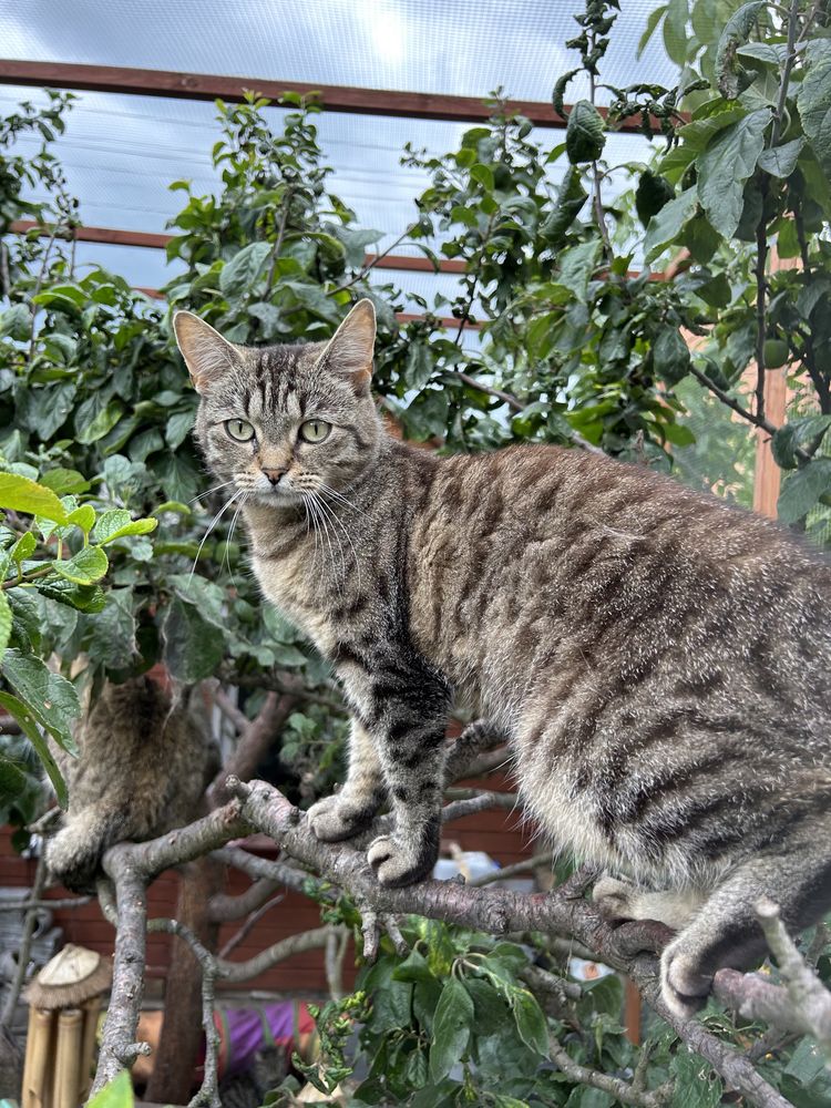 Boska kotka do pilnej adopcji