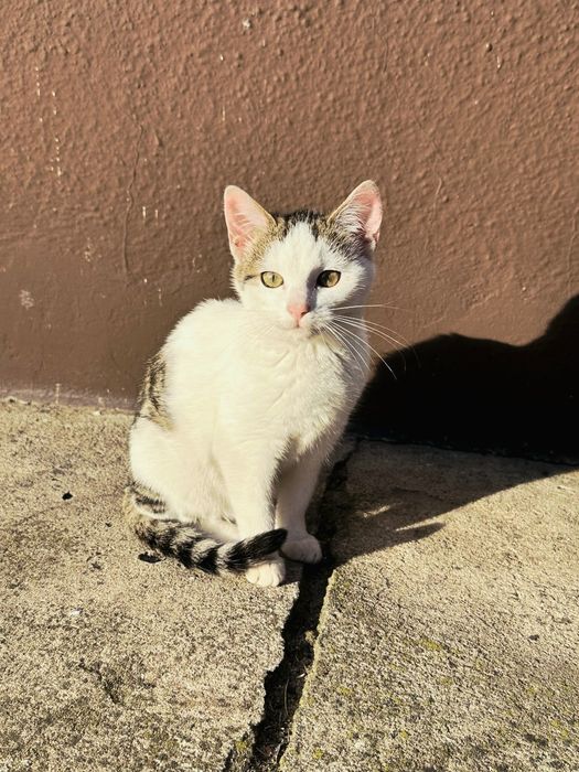 Kociaki do oddania, czekają na domy