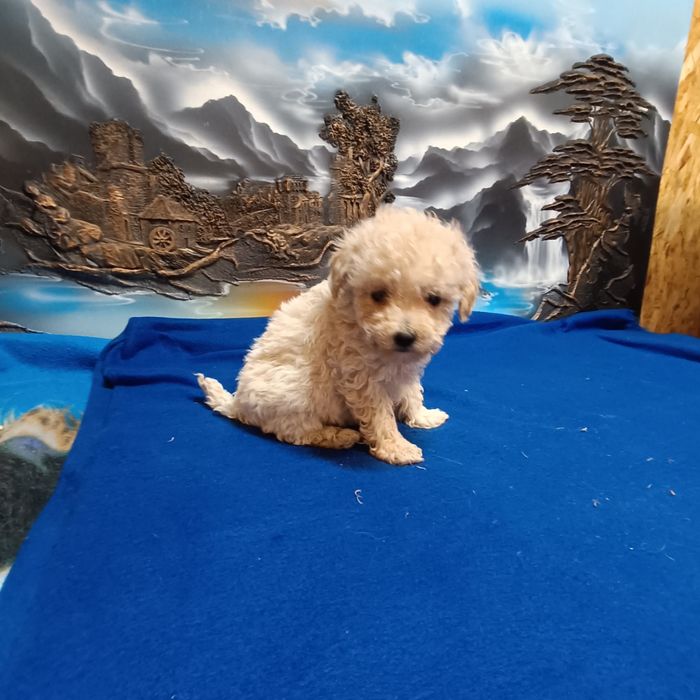 Suczka Maltipoo F1b