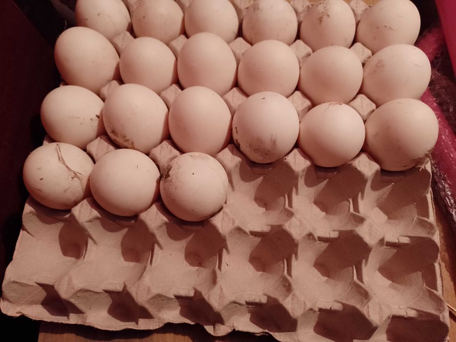 Jaja kaczki staropolskiej