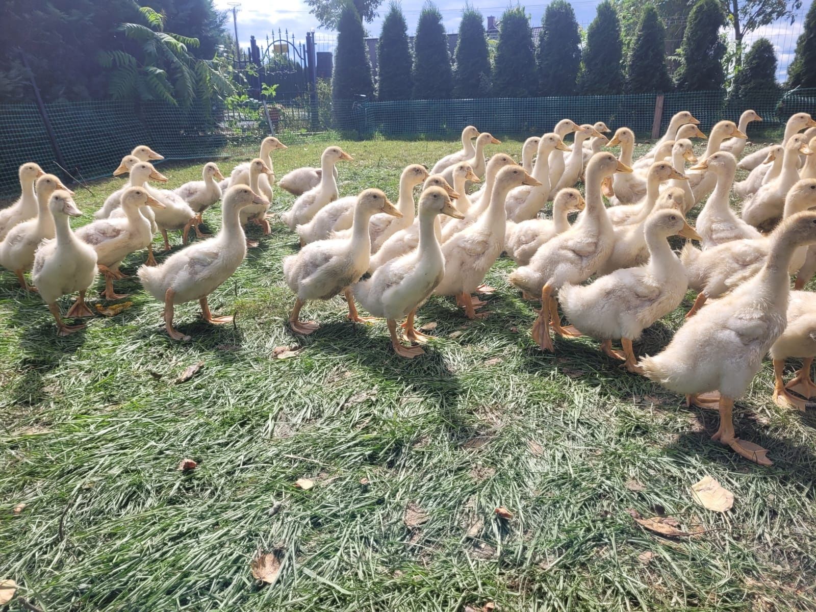 Kaczki Pekin !!!