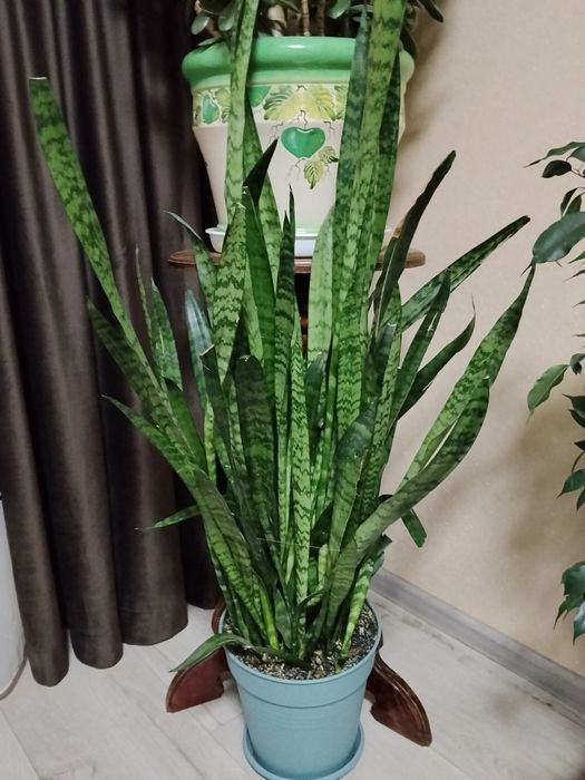 Продам домашні квіти ,великі вазони.