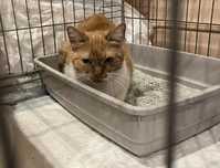 Nieśmiała Ruda do adopcji dla odwaznych