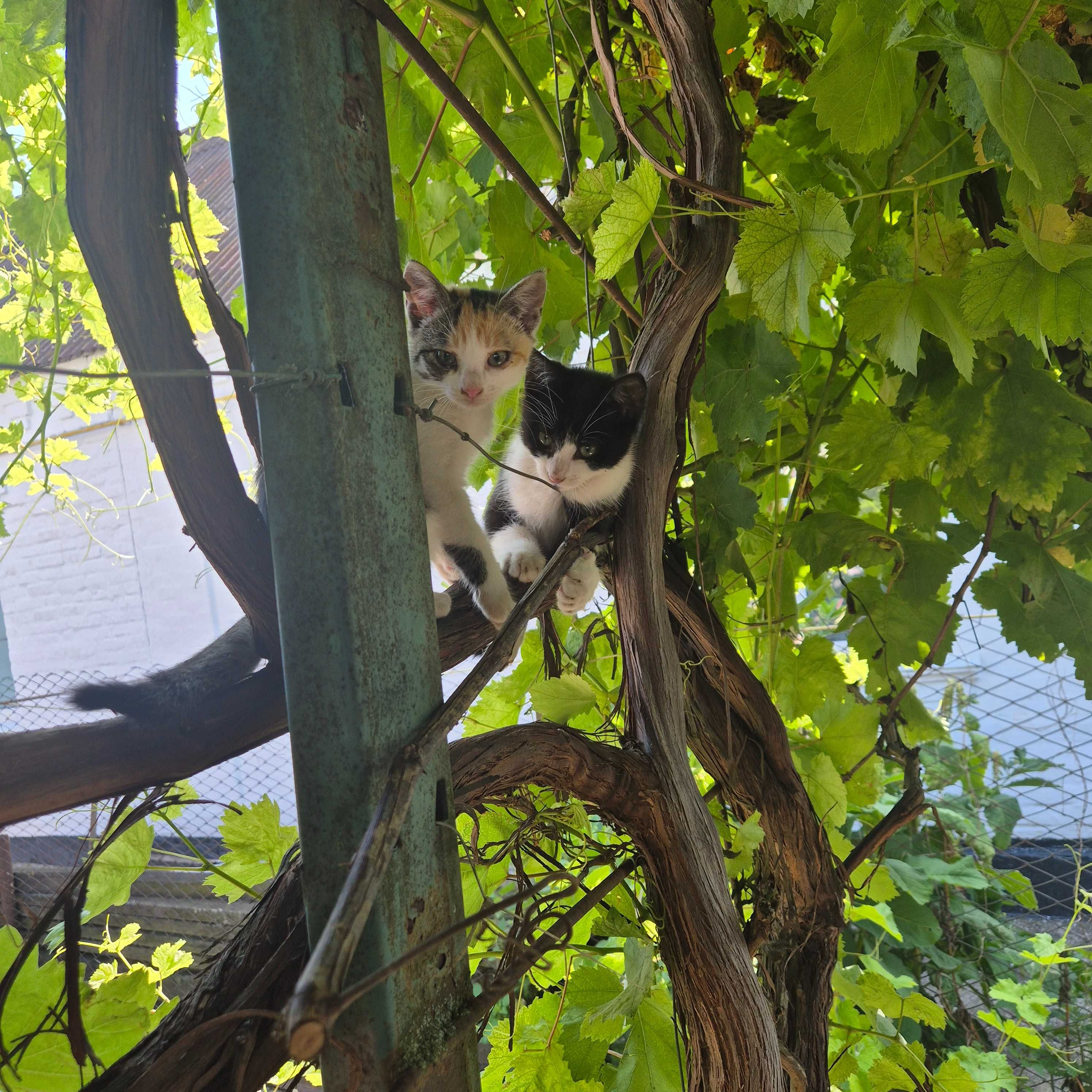 Котенята в добрі руки