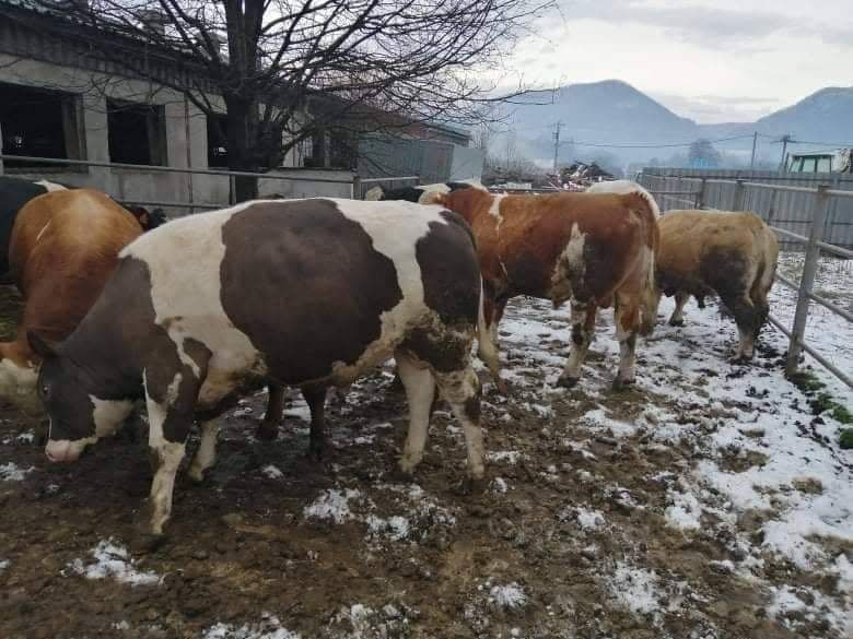 Skup bydla,koni,owiec,cieląt