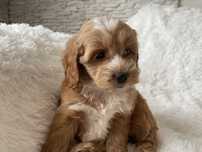 Cockapoo szczeniaki suczka