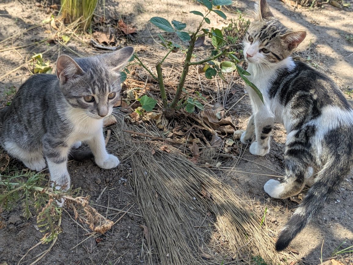 Киця кошеня котята з доставкою