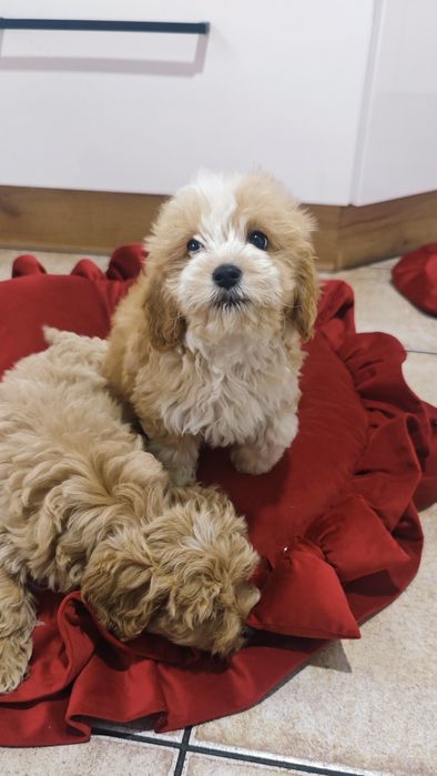 Cudowny piesek cockapoo**REZERWACJA**