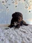 Lagotto Romagnolo-  piesek z rodowodem FCI