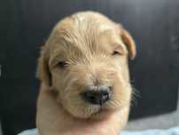 Gooldendoodle samiec chłopczyk labradoodle/ doodle /pudel średni