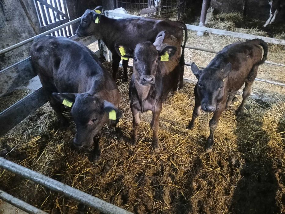 Byczki/odsadki od rolnika