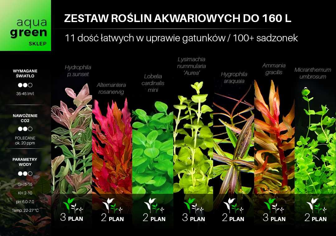 Zestaw roślin akwariowych - bardzo duży XL - 11+ gatunków + gratisy