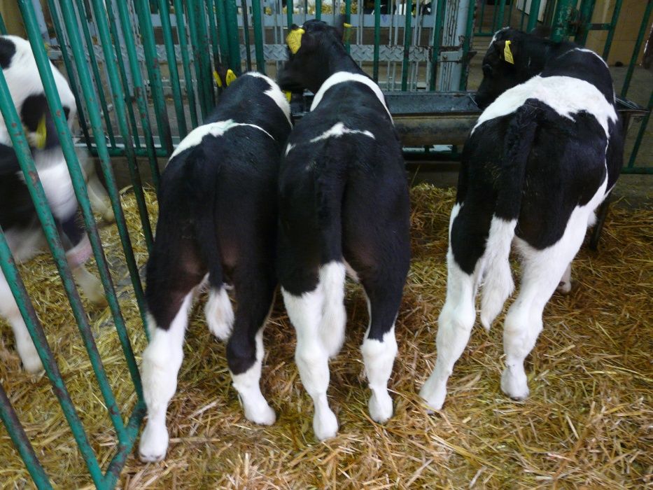Byczki MM NCB HF 50-100kg Krajowe Co tydzień dostawa cielęta cielaki