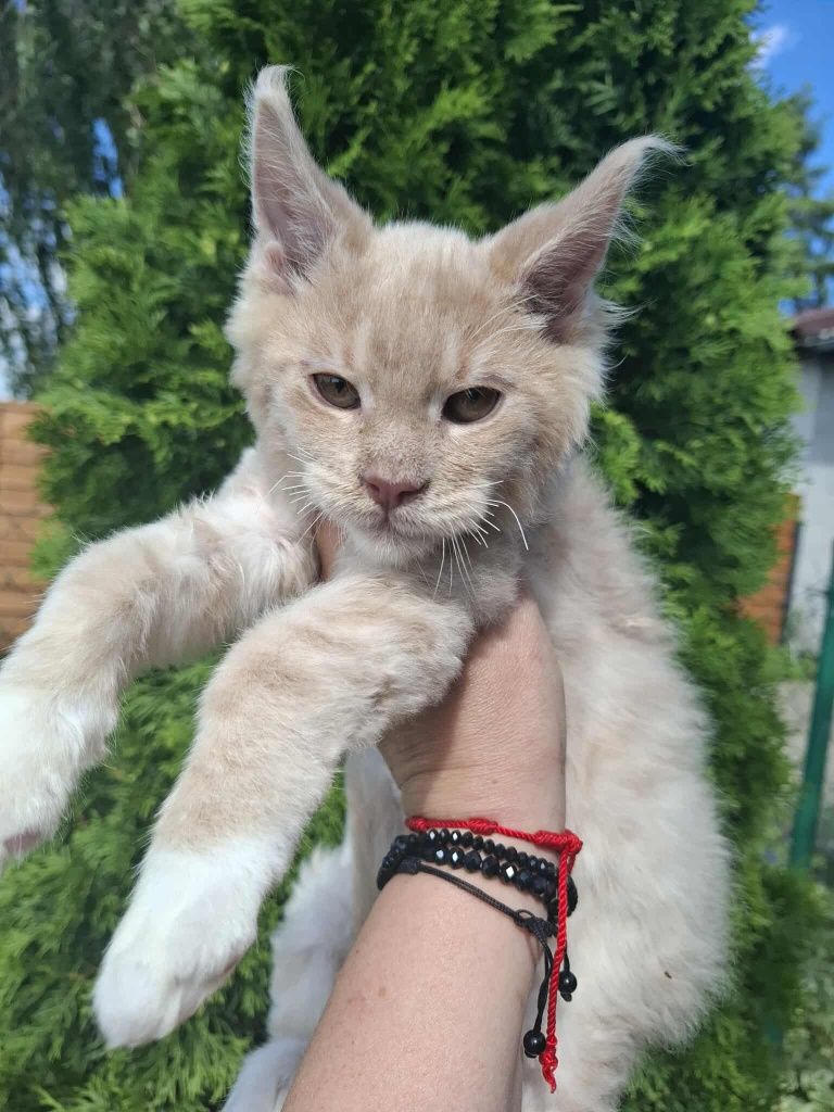 Wyjątkowy kocurek Maine Coon