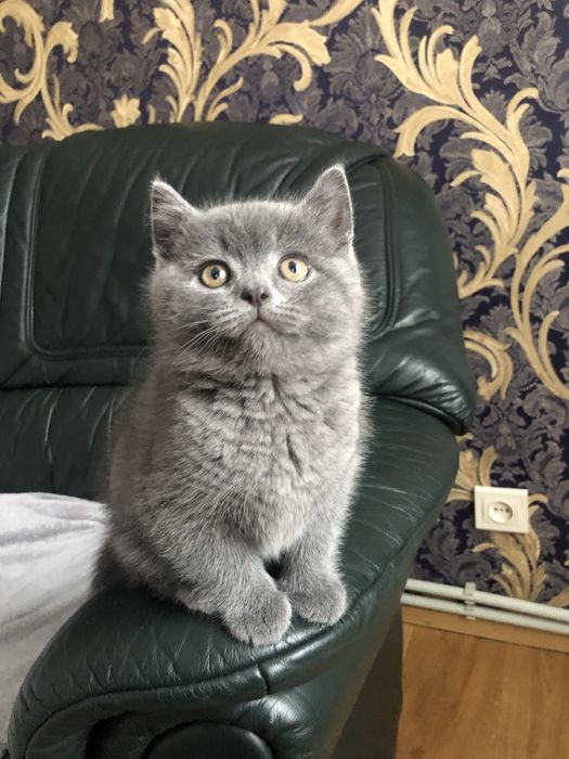 В’язка . Шотландський короткошерстий котик.