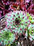 Suculentas . Sempervivum