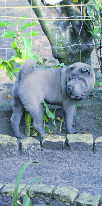 Shar pei fêmea... Sharpei Azul Cinza