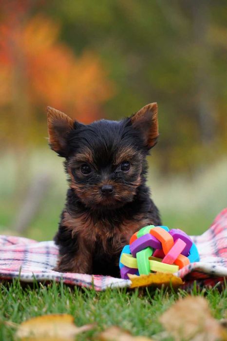 Хлопчики та дівчатка йорки