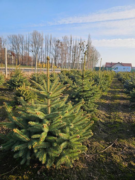 Choinki Bożonarodzeniowe Jodła Świerk Pospolity Srebrny Serbski WLKP