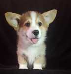 Welsh Corgi Pembroke piesek