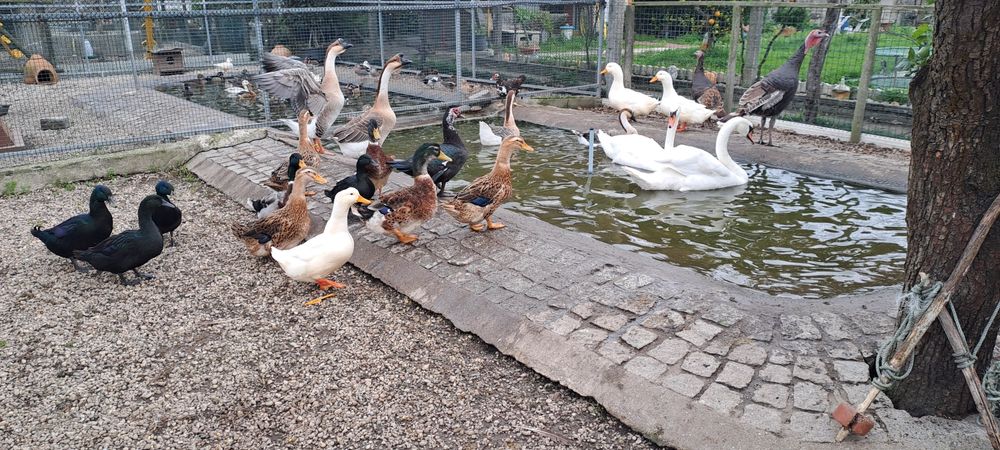 Gansos e vários patos
