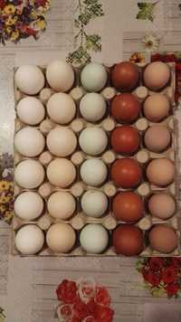 Jajka ekologiczne, jaja białe, ekri, zielone, brązowe i perlicze