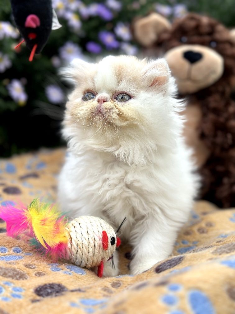 Персидские котята, прекрасные словно из мультика. 3 окраса. Персы
