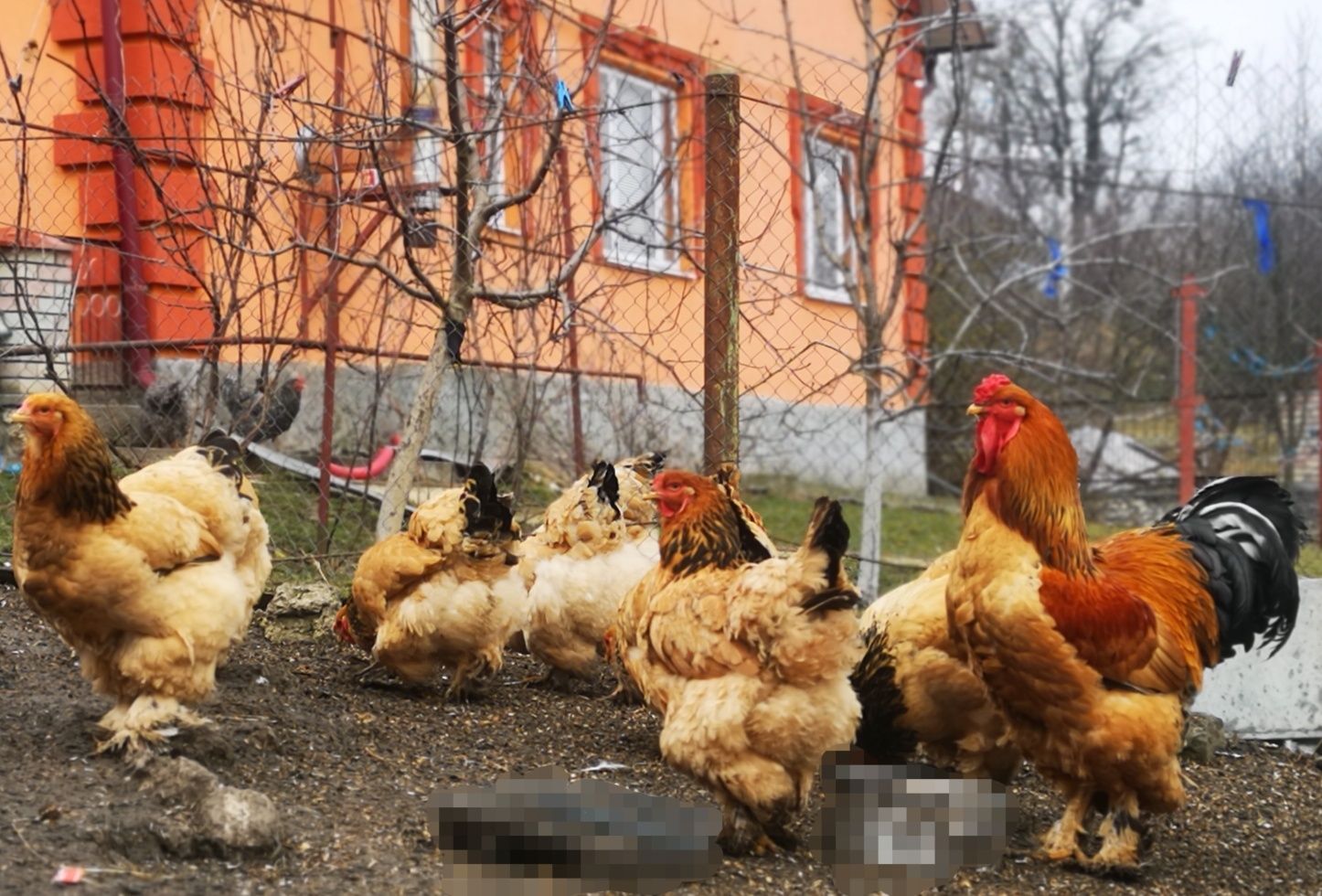 Продаються яйця курей Палива Брама