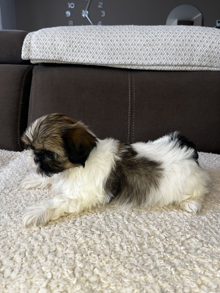 Suczka Shih Tzu Gotowa Do Odbioru