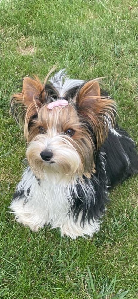 Yorkshire Terrier Biewer