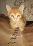 Котята милые,красивые.