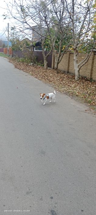 В'язка Джек Рассел Тер'єр