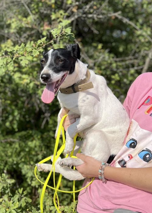 Отдам даром в добрые руки собачку метис мелкой породы