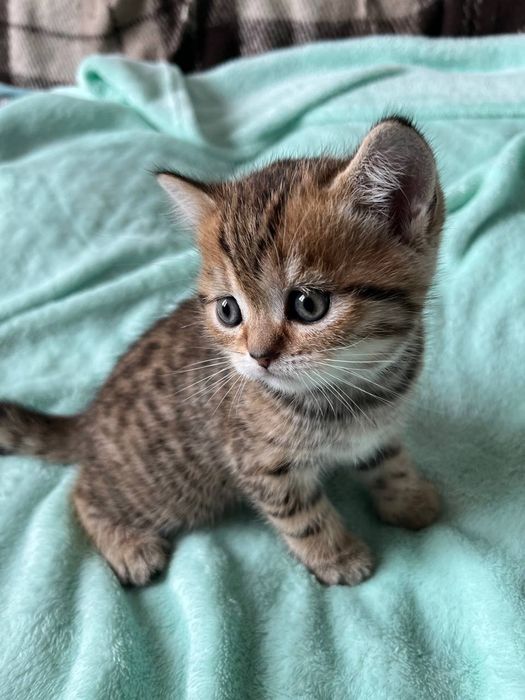 Шотландські кошенята