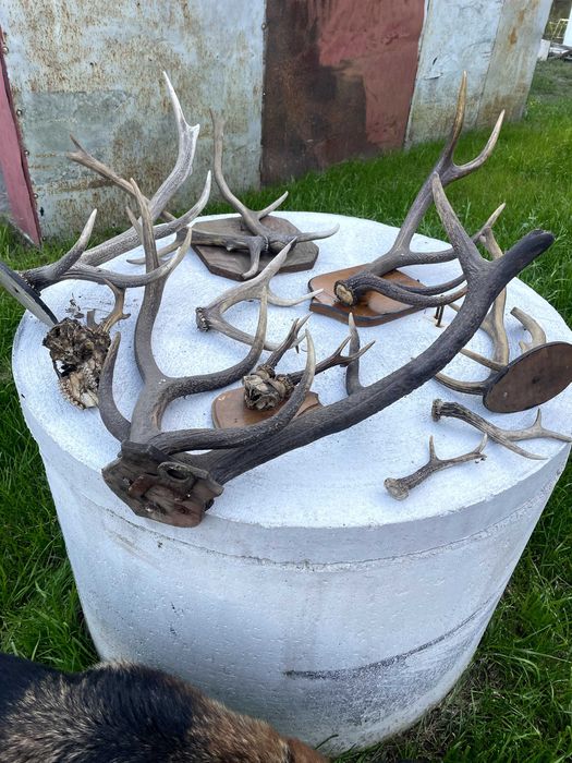 poroże jelenia sprzedam