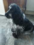 Reproduktor Cocker spaniel angielski