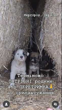 Потрібні родини малим і мамі( хоча б ПЕРЕТРИМКА до прилаштування!)