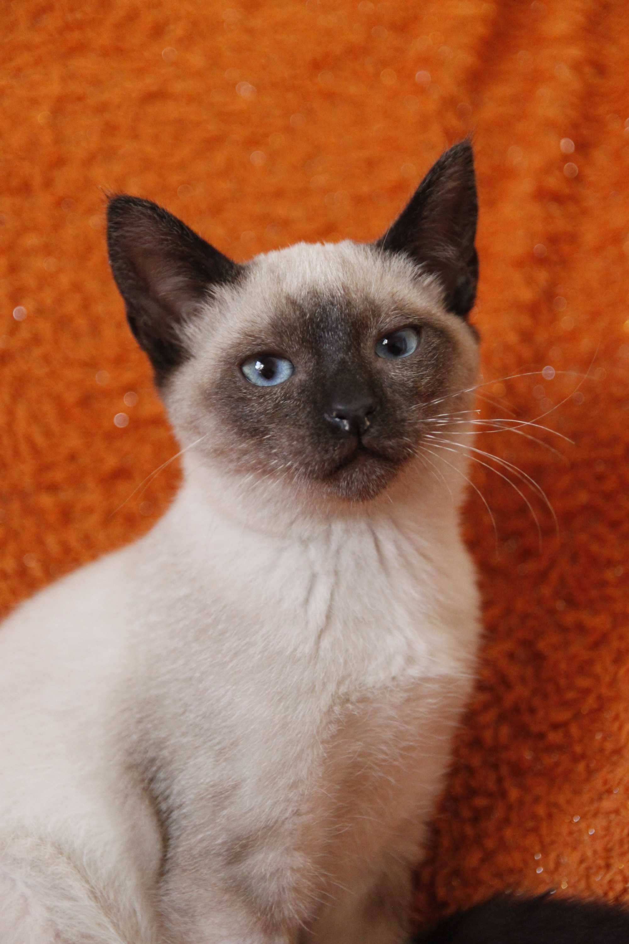 Gatinha siamesa 3 meses - adoção responsável BRAGA