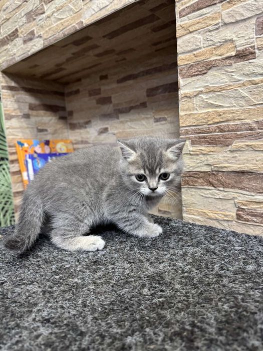 Продам британську дівчинку