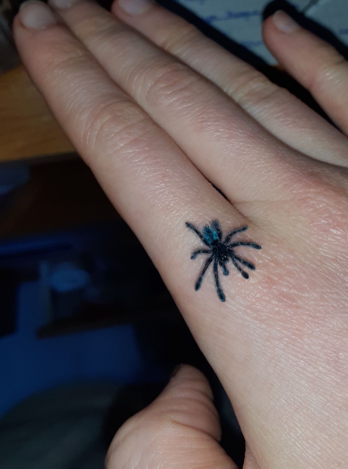 Caribena versicolor L2 + pojemnik + karaczany
