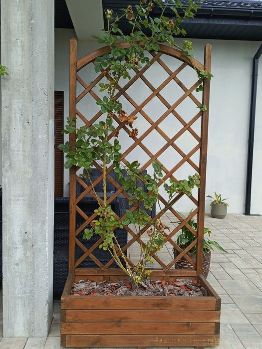 Donica z pergola i różami