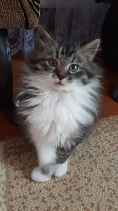 Віддам котика в добрі руки.