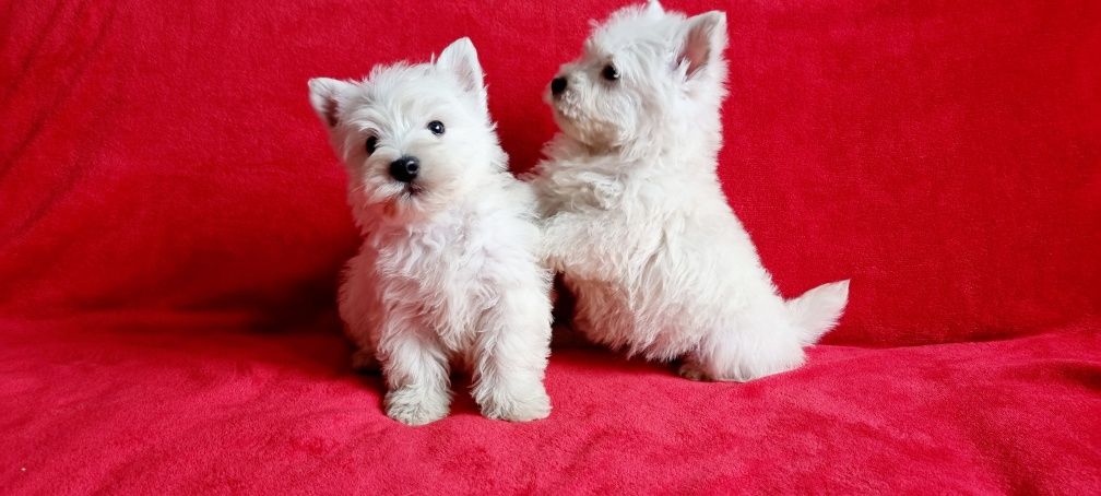 West Highland White Terrier