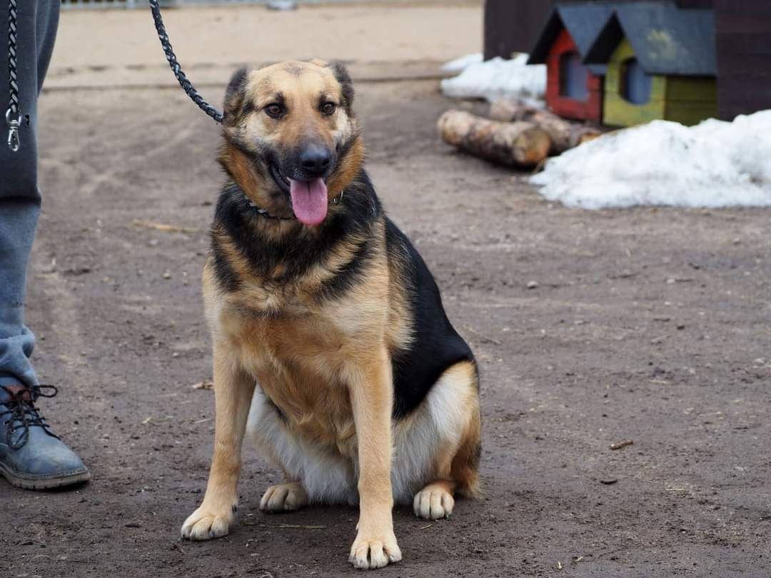 LINDA cudowna sunia kochająca ludzi i świat poleca się do adopcji