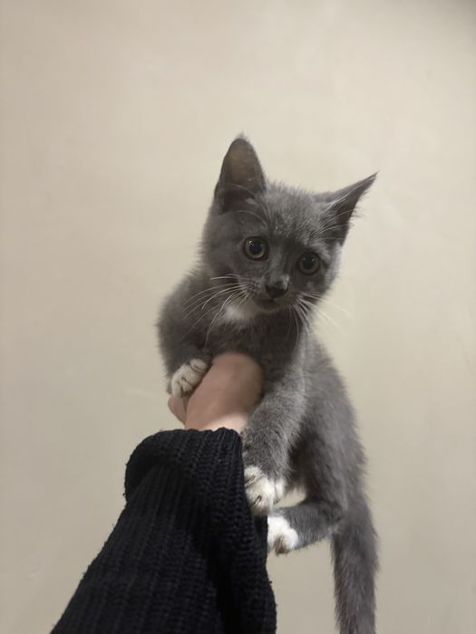 Віддам чудового котика в люблячу та відповідальну родину.