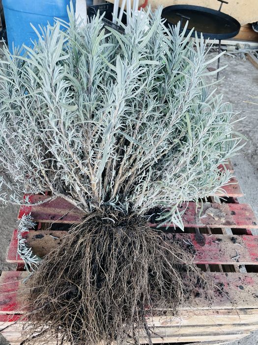 Продам! Лаванду сорт Королівська