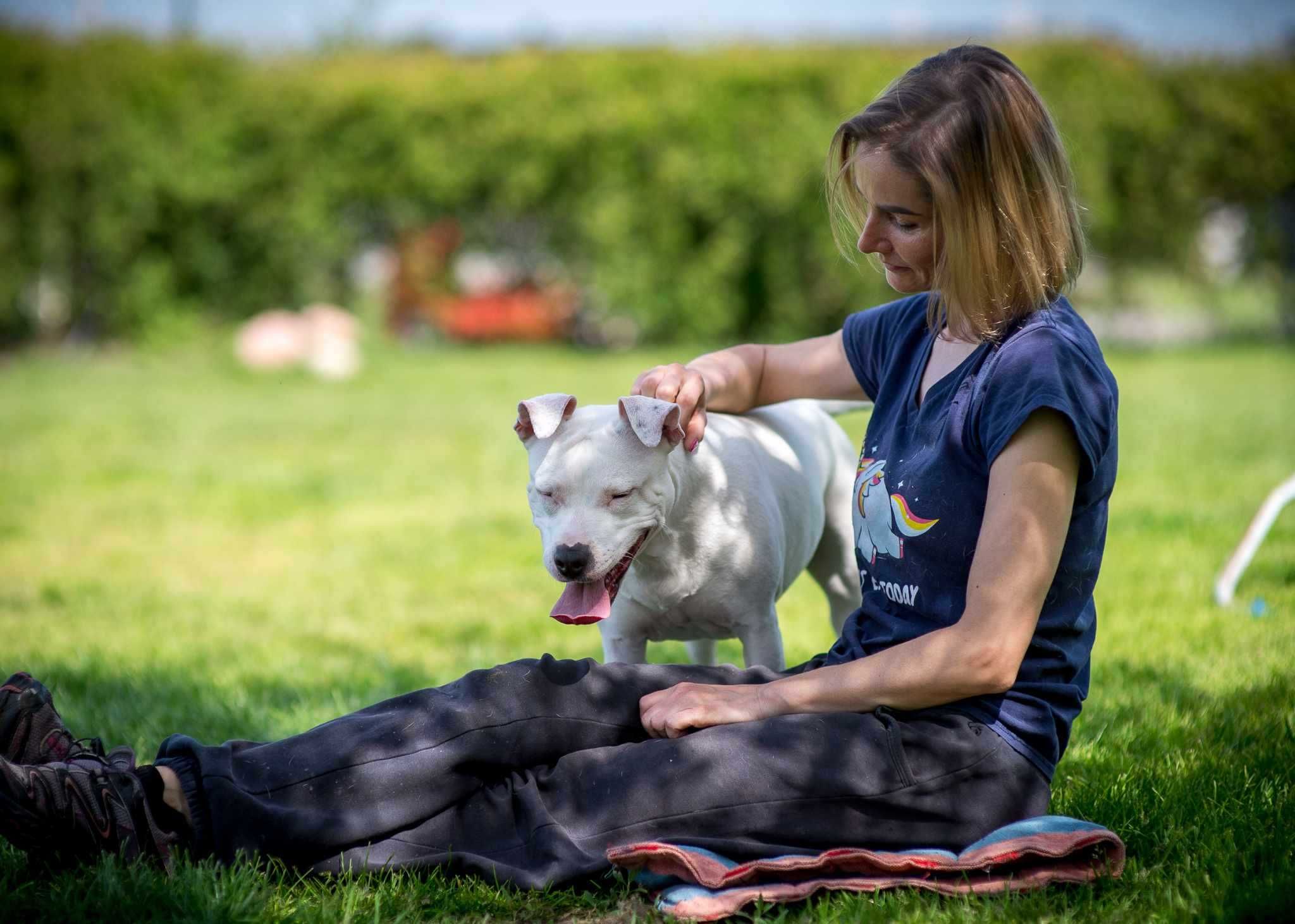 Do adopcji Shiva, suczka w typie amstaffa TTB Poznań
