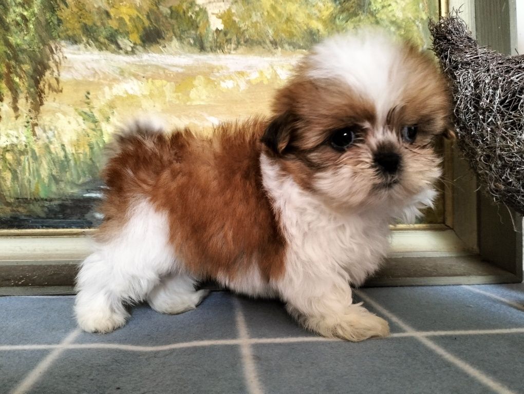 Śliczny piesek shih-tzu (MINIATURKA)