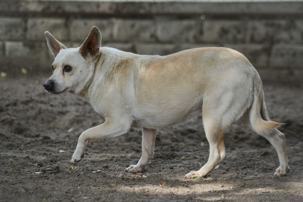 Poznajcie Matkę – kruchą duszyczkę z uszkami jak Yoda
